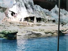 -帝企鹅自助餐厅•儿童岛•真企鹅(长隆企鹅酒店)