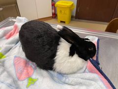 -瑞派·关忠动物医院·异宠专科·犬猫肿瘤·皮肤专科(望京店)