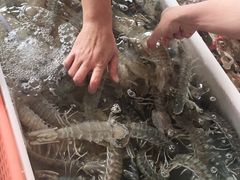 -大湾区中央湿地公园-十九涌