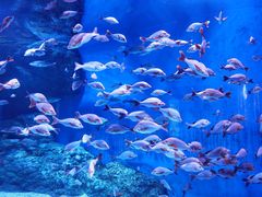 -成都浩海立方海洋公园