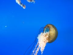 -太平洋海底世界