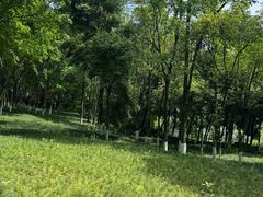 -重庆彩云湖湿地公园