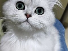 -艾贝尔宠物医院·24H转诊中心·肿瘤猫专科(江宁双龙店)