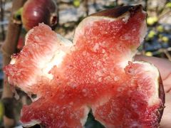 -武汉世外桃源农庄