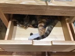 -猫的天空之城概念书店(杭州南宋御街店)