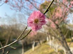 -合肥三国新城遗址公园