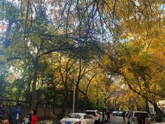 -三里屯东五街银杏大道