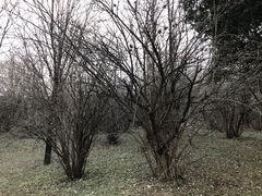 -秦始皇帝陵博物院-丽山园