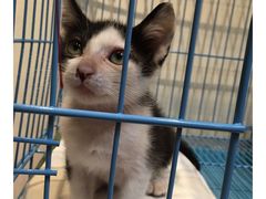 -猫的天空之城概念书店(杭州南宋御街店)