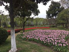 -上海鲜花港