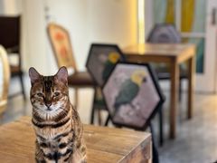 -猫小院猫主题餐厅(南锣旗舰店)