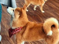 -柴务处·柴犬主题狗咖