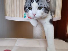 -猫大福·Fortune Cat猫舍(百子湾店)