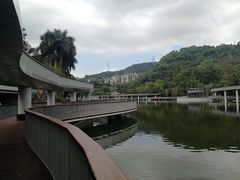 -银湖山郊野公园-相思林