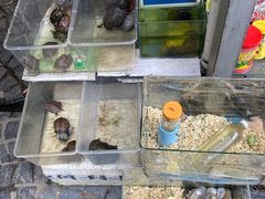 -曲阳花鸟市场(曲阳路店)