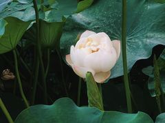 -北海公园