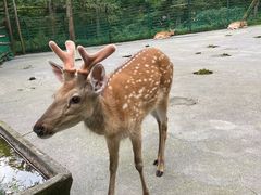 -武陵山森林公园