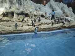 -帝企鹅自助餐厅•儿童岛•真企鹅(长隆企鹅酒店)