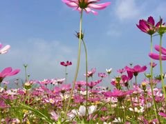 -径山花海