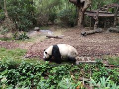 景点-成都大熊猫繁育研究基地