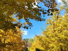 -长白岛森林公园