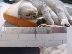 -喵的天空名猫咖啡馆·撸猫·猫舍·用品