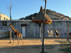 -西霞口神雕山野生动物世界