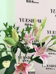 -Yue Show馨选·半永久纹眉纹眼线