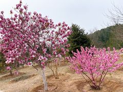 -北京十三陵国家森林公园蟒山景区