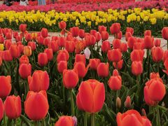 -石家庄市植物园