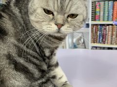 -喵的天空名猫咖啡馆·撸猫·猫舍·用品