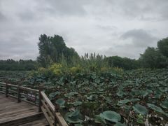 -大湾区中央湿地公园