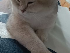 -全心全意连锁动物医院·微创中心·内科急重症·心脏专科(丰管路店)