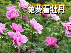 -洛阳市牡丹公园