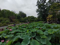 -莲湖公园