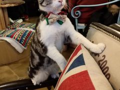 -共舞时光猫咖·狗咖(新街口店)
