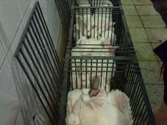 android_upload_pic-温江公平红烧兔(总店)