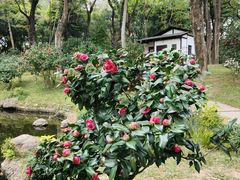 -深圳国际园林花卉博览园