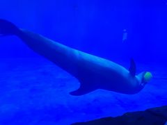 -华夏文旅海洋公园