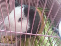 -青石桥花鸟鱼虫市场(叠翠城店)