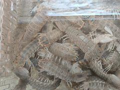 -山海经·海边人家 海鲜新青岛菜(扬州路店)