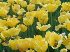 -玄武湖景区-情侣园游乐场