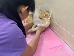 -北京观赏动物医院·24小时大型综合·猫专科·异宠专科