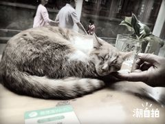 -猫的天空之城概念书店(西塘古镇店)