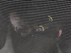 -纳吉亚猫专科动物诊疗中心(蒋宅口分院)