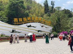 -西双版纳原始森林公园
