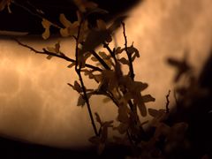 -月下料理(楷林IFC店)