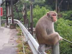 -狮子山郊野公园