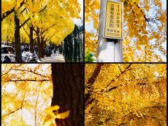 -三里屯东五街银杏大道