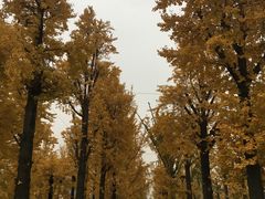 -百林公园-两江幸福广场